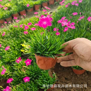 欧石竹花苗盆栽会开花的草坪欧石竹穴盘苗公园小区道路花海绿化