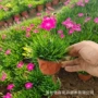 公园小区开花盆栽穴盘苗