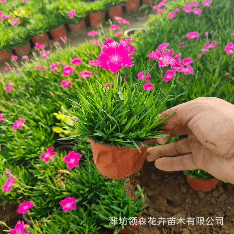 欧石竹花苗盆栽会开花的草坪欧石竹穴盘苗公园小区道路花海绿化