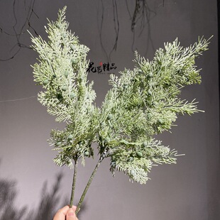 ����ؘ�֦ɼ���ɘ�֦����°�����֦����@���_�h�Ɇ�ֻ/��