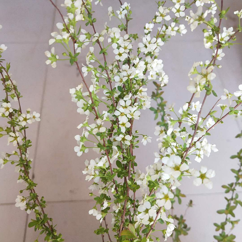 喷雪花喷雪花枝条基地大量出售雪柳花枝条 种苗花卉网