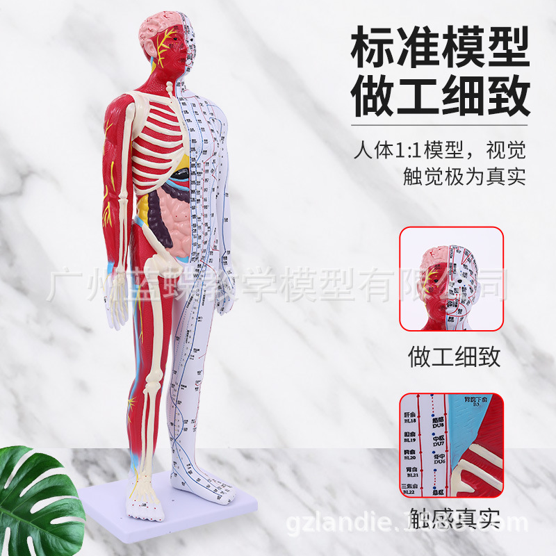 �����峬����85CM�������ģ�Ͱ뼡�����������ҽ����Ѩλģ��