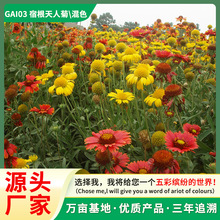 Դ�^���S���l�������޸����ܷN�����˾ջ�Ƥ�շN�����l