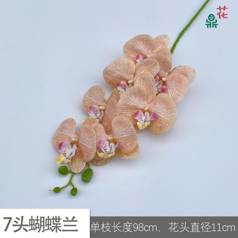 7 phalaenopsis GFG #51 샴페인