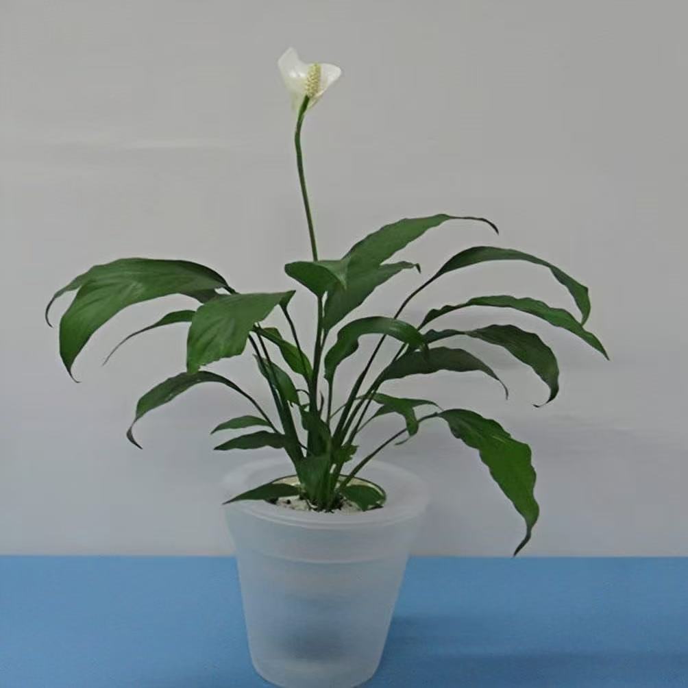 �¿�Ӽ���ֲֲ������С����� ����̫���ܷ�ˮͥԺ���۵�