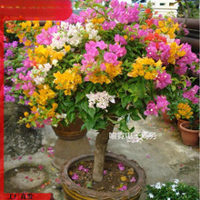 ÷ļ_ܲԻ玧ذֲ̨҃ͥԺ