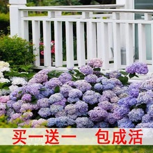 綉球花綉球花苗盆栽花卉植物室內好養開花不斷無盡夏大花易成活熱