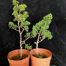 济州真柏客厅附石盆景四季常青室内宫阪系鱼川八房系鱼川造型