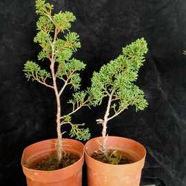 济州真柏客厅附石盆景四季常青室内宫阪系鱼川八房系鱼川造型