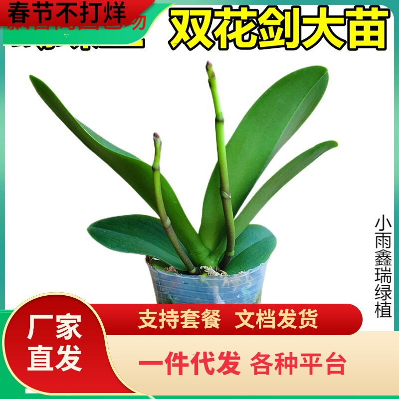 One-Piece Drop-Shipping Double Flower Sword Butterfly Orchid Potted Orchid Seedlings with Flower Sword and Buds Blooming in All Seasons Indoor Flowers One-Piece Drop-Shipping Double Flower Sword Butterfly Orchid Potted Orchid Seedlings with Flower Sword and Buds Blooming in All Seasons Indoor Flowers