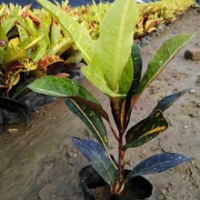 ���Sֱ�N�Gֲ������׃�~ľ ���~�ر�С���纣�Ϟ��� �t������