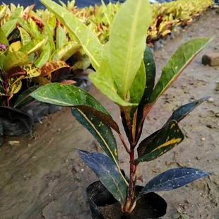 ���Sֱ�N�Gֲ������׃�~ľ ���~�ر�С���纣�Ϟ��� �t������