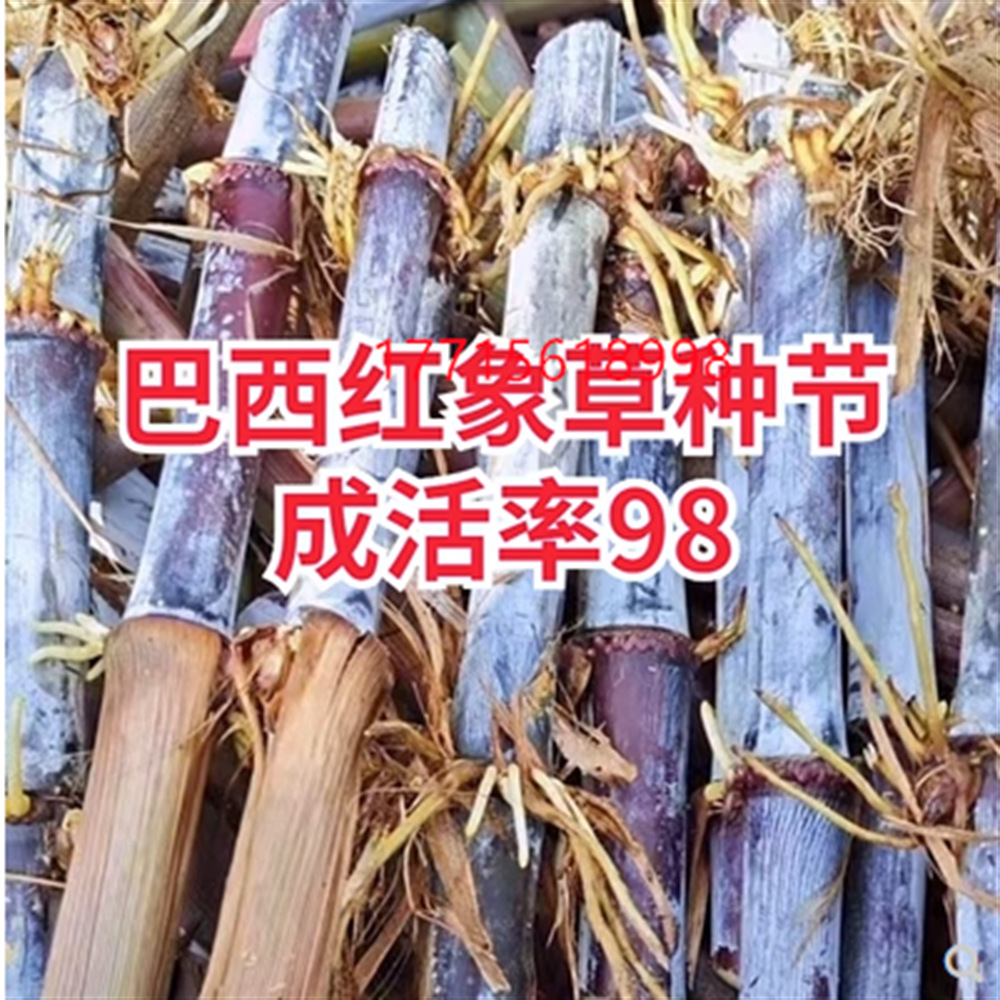 红象草种节无毛甜象草3号种子紫色皇竹草耐寒巨菌草多年生四季