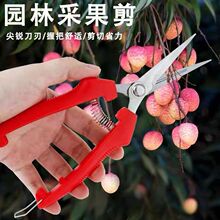 �ɹ�����yϡ���軨���޻�֦�������� �߹���ժժ��������֦��