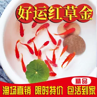 观赏鱼冷水鱼红白锦鲤耐活好养饲料鱼草金鱼活鱼新手鱼闯缸鱼