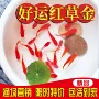 金鱼新手红白饲料鱼冷水鱼