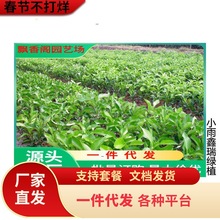 ɳ�ǽۘ����������ɰ�����Ә���޽��۽۸̽�����ϱ����Nֲ����