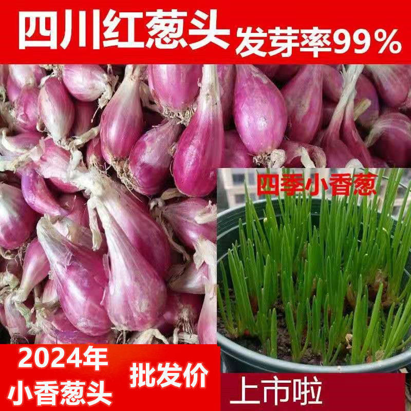 四川农家新鲜红葱头干葱头小葱头火葱头香葱头包邮源头工厂外贸