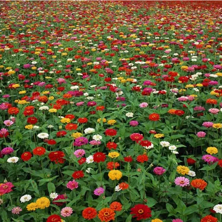 百日草花种籽子混色重瓣百日菊花籽四季开花易活庭院室外野花种孑