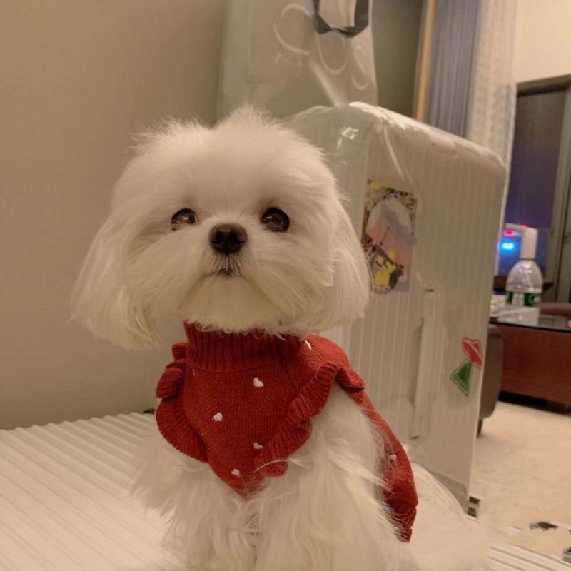 강아지 옷 봄과 가을 테디 비숑 포메라니안 스웨터 강아지 애완동물 고양이 강아지 소형견