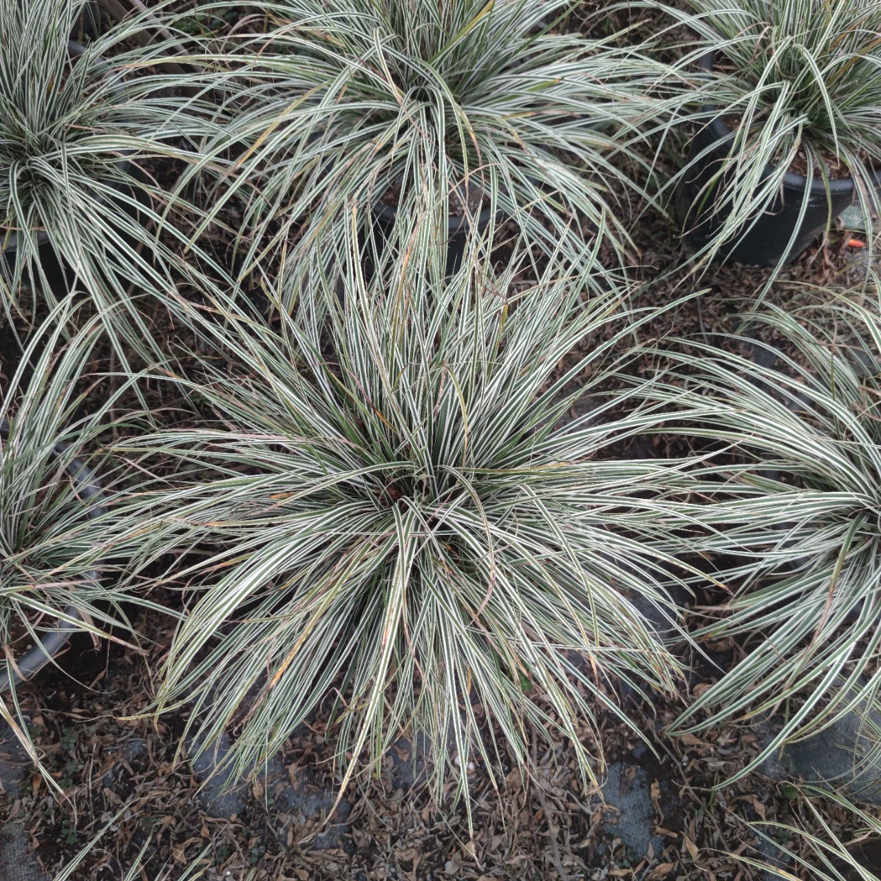 Садовая база оптовая поставка Эверест Carex горшечные саженцы Silver Carex Garden полив