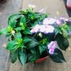 Wholesale various flowers potted courtyards office desktop viewing flowers green plantation orchid chrysanthemum hydrangea lavender plants