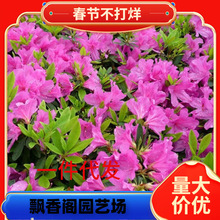 һ�����lë���NС��ӳɽ�t����ͥԺ���̾G����ľë���ͺ��_������