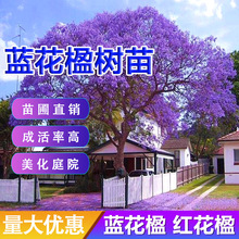 �M���{��麘��� ���F���� ��ϡ���F���� �P��ľ �t��麘�ͥԺ����