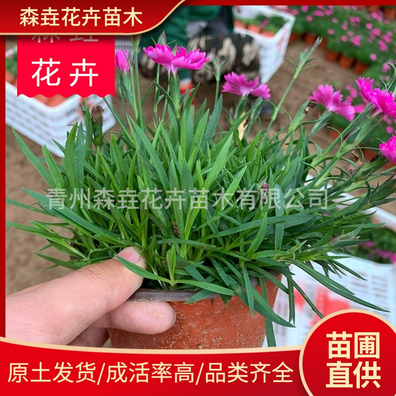 Европейские рассады каменного горца для озеленения дорог в жилых районах. Оптовая база разноцветного европейского каменного горца.