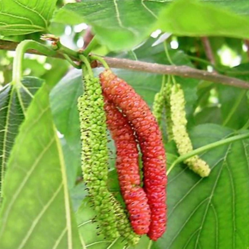 大叶桑树种子 养蚕桑树种子 蚕桑种子 农桑果桑强桑 杂交桑树种子