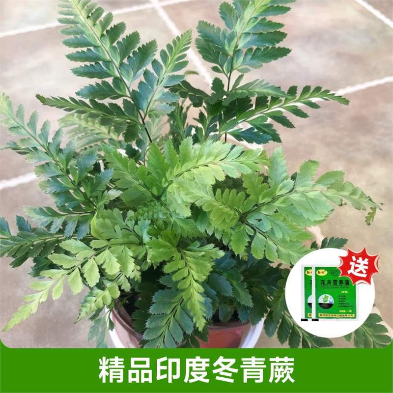 [화분을 가져가는 것이 좋습니다] 고급 인디언 홀리 고사리