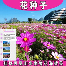 厂家批发各种花卉种子波斯菊百日草太阳花矢车菊金鸡菊蜀葵野花种