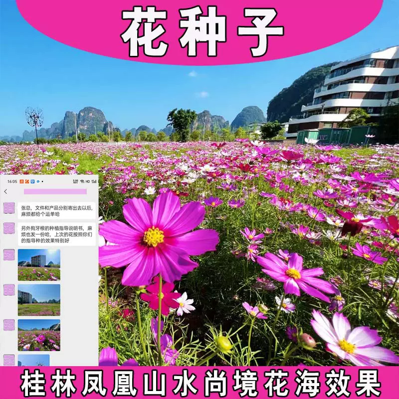 厂家批发各种花卉种子波斯菊百日草太阳花矢车菊金鸡菊蜀葵野花种