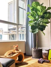 大型绿植网红琴叶榕盆栽北欧室内客厅办公室乔迁新居吸甲醛好养活
