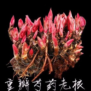 Four-Season Flowering Double-Petaled Peony Flower Root Block, Fragrant Flower Plant Potted Mille-Feuille Peony Flower Large Flower Seed Bulb Boutique