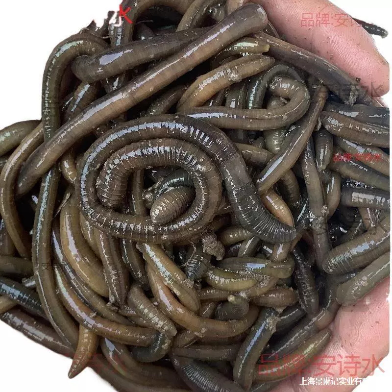 Оптовая редкостная черная земляworm живая наживка рыбалка желтая земляworms черная свежая вонючая зелёная земляworm наживка