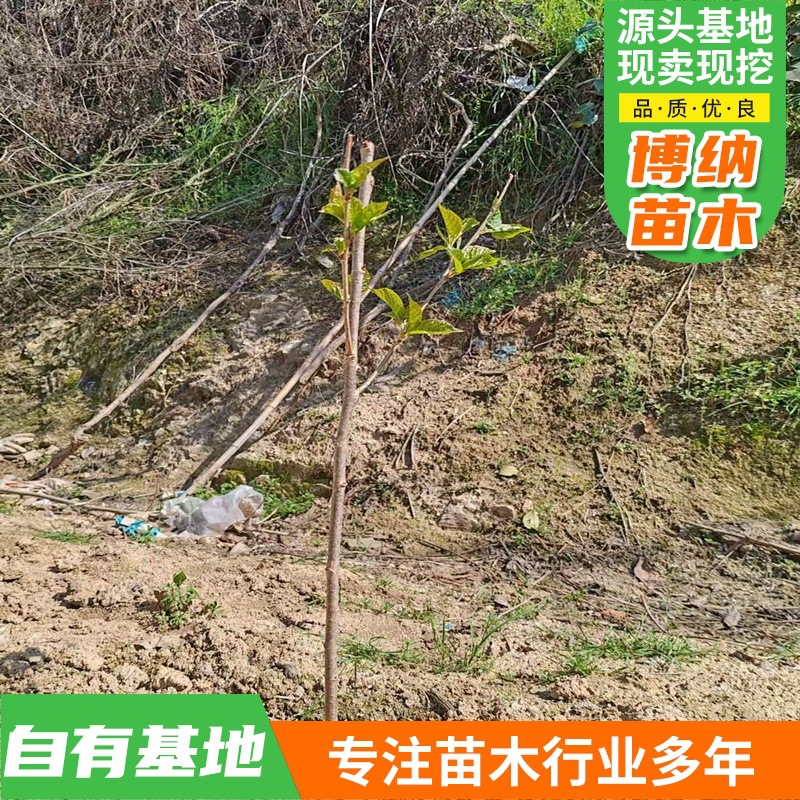 樱桃树苗嫁接苗车厘子果苗特大盆栽地栽南方北方四季种植当年结果