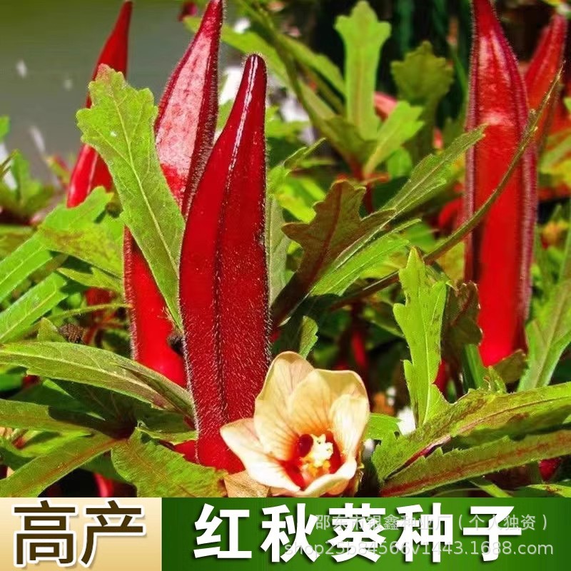 黄秋葵种子红秋葵籽绿秋葵种籽原装四季蔬菜种子大全菜种子代批发