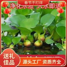 ������ˮ���J���l�����Bֳˮ����ˮ������Ȼ��ֳ�B�~�B�r�B������
