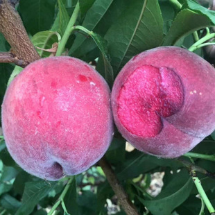 ����Ѫ�Ҙ��� �޽����Ә���t��Ѫ�����ϱ����Nֲ���� �箔��Y��