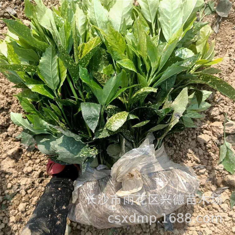 批发桃叶珊瑚 湖南洒金珊瑚小苗货源充足 珊瑚价格