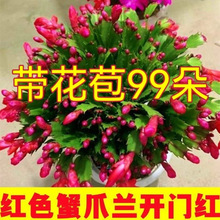 带花苞蟹爪兰多色盆栽四季家养花卉办公桌面阳台庭院多肉绿植
