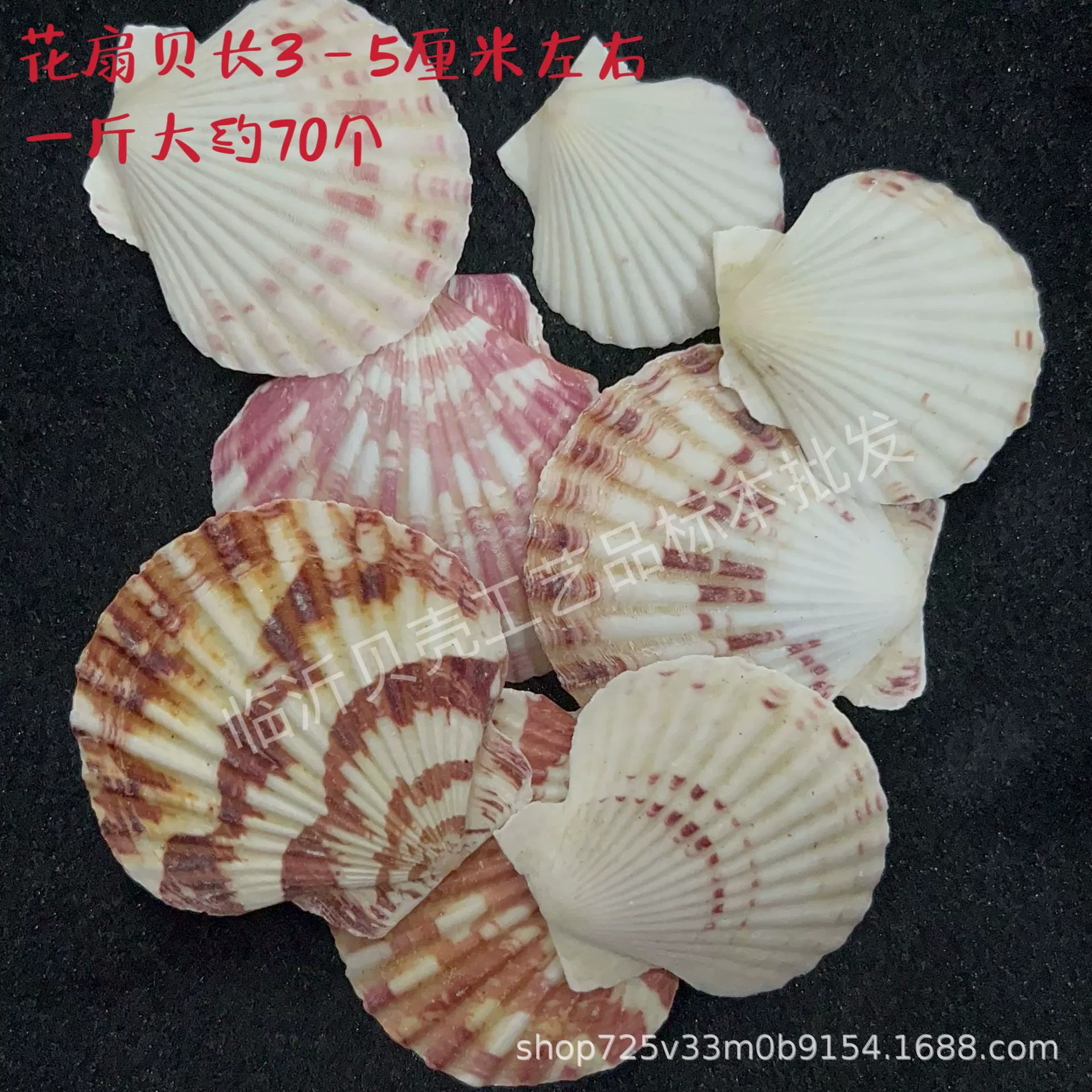 Shell Natural Shell Conch Stars Drifting Bottle Shell Crafts Wholesale Diy Handmade Shell Materials