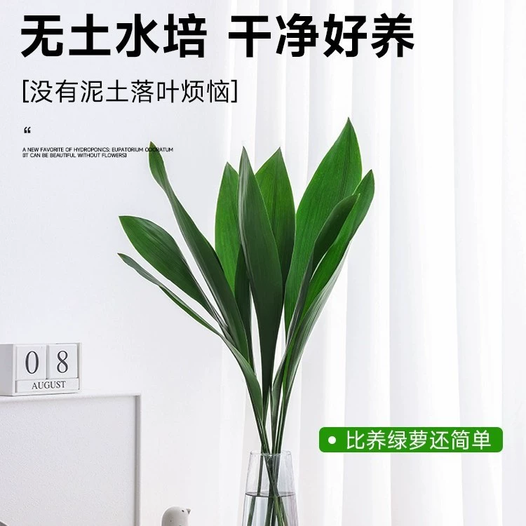 Гидропонная зелень орхидеи