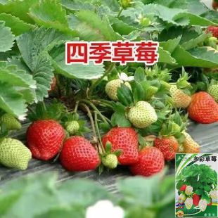 ��ʲ�ݮ�N��ԭ�b��Ʒ�N�t��ݮ��ɫ�ײ�ݮ�N�����̨���ԾW�tˮ��