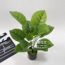 ����ٻ������b����Բ廨�~��ֲ��Gֲ�����12��G�}��ˮ�^��