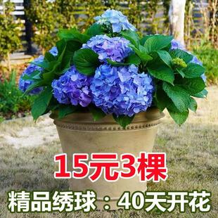 Hydrangea Seedlings Potted Large Flower Plants Indoor Easy-To-Grow Flowers Bloom All Year Round Endless Summer Kaleidoscope