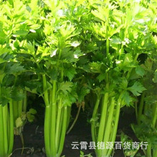 芹菜种子播种西芹小香芹种子本地春季蔬菜种子芳香香草蔬菜种子