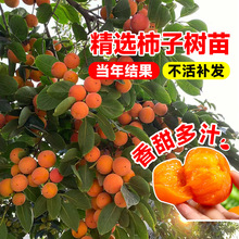 ���Ә��������S̫��ͥԺ�������Թ�������Ϸ������Nֲ�ļ����