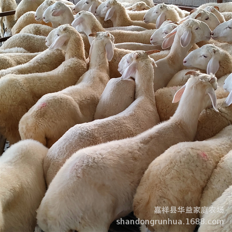 小尾寒羊种羊场,小尾寒羊羊羔,绵羊肉羊养殖利润